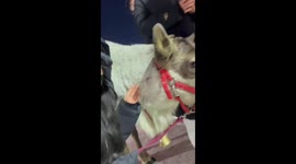 Understanding Reindeer Gently Cooperate with Tourist Taking Photos in Northeastern China