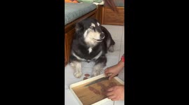 Resourceful Dog Steals Sausage and Successfully Fools Owner in China