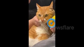 Play between cat and owner in Zhejiang, China