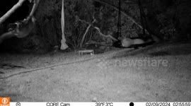 Adorable pine martens swing and playfight on swing in couple's garden