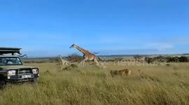 Brave giraffe mum kicks lion in head trying to protect her baby from attack