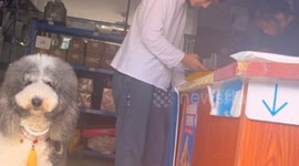 Clever Dog assists with fetching the package in Guangdong, China