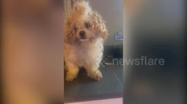 Cheeky pup tears into boxes of cereal and is left with sugar puffs all over her fur