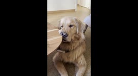Golden Creates Funny Face Asking for Food