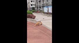 Sneaky Chinese Cat's Effort to Ambush Pigeon Shattered by Companion