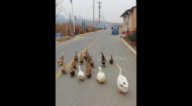 A Quacking Reunion: Chinese Man Reclaims Lost Duck