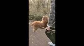 Stubborn Pup: Chinese Dog Gets a Lift Back Home