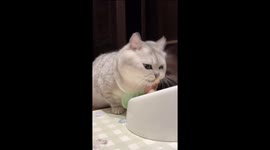 Adorable Muncher: Cute Chinese Kitten Enjoys Freeze-Dried Treats