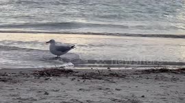 Australia's environment deteriorated in 2023: report