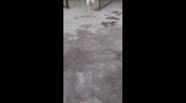 Chicken pecks on man's leg to catch mosquito