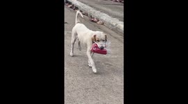 Dog carries bag of hot dogs home for owner
