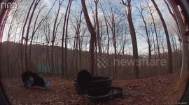 Adorable Bears Find Joy on a Swing Set in Tennessee, USA