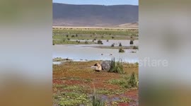 Hyena tries to nibble on 'dead' hippo only to find out it is very much alive