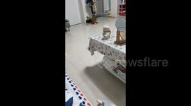 The cat consoles its owner in Yulin, China