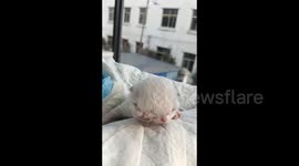 Rare two-headed kitten was born in China