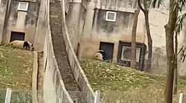 Keeper fired for striking panda with shovel in northern China