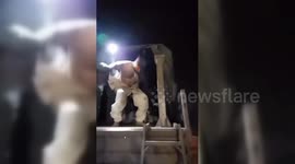 Francophones Amid Israeli Forces Operating In Gaza