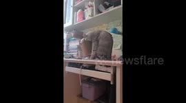 Cat of Getting Itself Stuck in a Trash Can in Sichuan, China