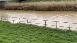 Three DOLPHINS spotted in river 13 miles from the sea in Lincolnshire