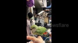 Cat Stares at Parrot in Owner's Hand in Wuhan, China