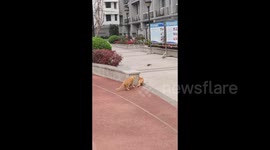 Lurking cats wait to attack pigeons