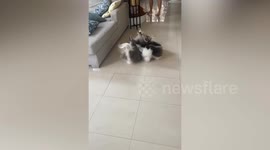 The Best Long Haired Animals