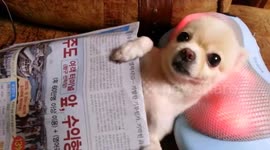 The Most Pampered Pets