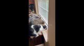 Curious Cats Look Out Window Cracked Open