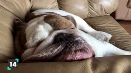 Animals with Loud Snores