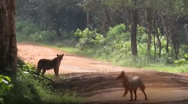 Wild Animals Have Lucky Escapes