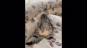 temp