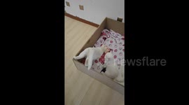 Cat Duo's Mealtime Hijinks in Shenyang, China