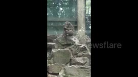 Hilarious Monkey Antics at Zoo in Liaoning, China