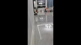 American shorthair cat entertains owner with 'Red Light Green Light' game