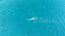 Australian humpback whale surfaces of the coast of Copacabana, New South Wales Australia