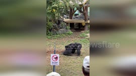 Furious female gorilla hurls chunks of grass at shocked tourists in China