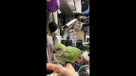 Cat Stares at Parrot in Owner's Hand with Obvious Longing in China