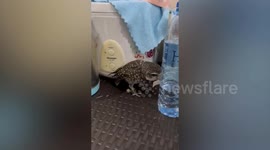 Owl enjoys snacking ni slice of unripe papaya