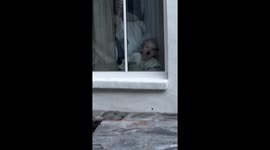 Toddler's tongue trip: window licking takes center stage