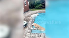 Hilarious video shows water-loving dog refusing to get out of family pool