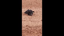 'We thought she was dead!' US farmers' painstaking rescue of cow from thick mud