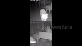 Interaction Between Owner and Cat through Camera in Fujian, China