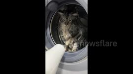 Grumpy Cat Fighting With A Hairdryer in Suizhou, China