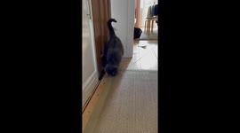 Cute british shorthair cat unravels an entire ball of string