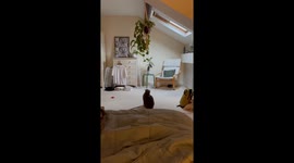 Mischievous British shorthair cat jumps up to tear a leaf off my houseplant