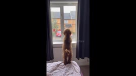 My cute cavapoo puppy dog Archie being nosy at the window. He loves staring at the window and checking out the neighbourhood beefs.