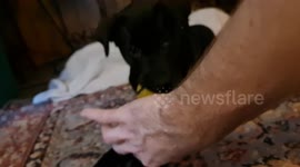 Baby black lab Jenny discovers Hacky-sac ball