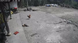 As bold eagle seizes hen, bystander rooster's casual response stuns onlookers