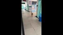 Chinese Dog Visits Owner at Hospital on Its Own