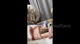 Adorable Moment in China: Cat Observes Its Owner's Baby
